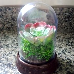 Succulent Terrarium